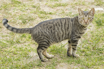 Tabby cat in the forest