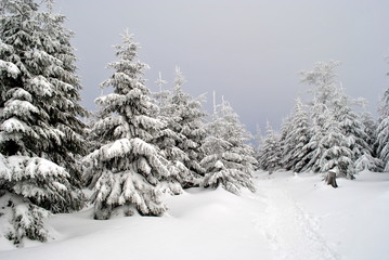 Świerkowy las w śniegu - obrazy, fototapety, plakaty