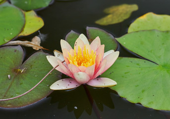 Beautiful yellow lotus on a pond