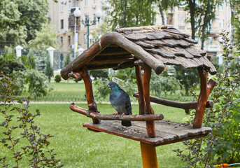 Pigeon sitting in a manger in a summer park