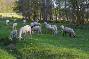 Fototapeta premium Herd of sheep