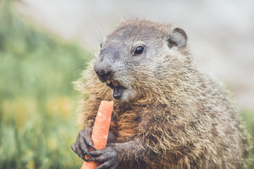Young Groundhog (Marmota Marmox) about to bite a large carrot