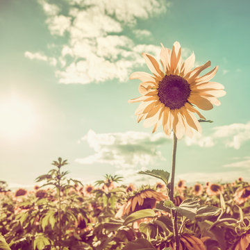 One Sunflower Rising Above The Rest