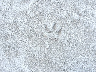 Empreinte dans la neige