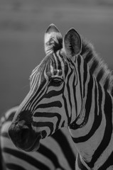 Naklejka premium Zebra face