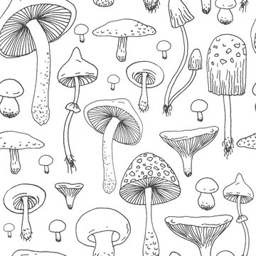 Seamless pattern with Forest mushrooms - vector outline hand drawn sketch. Collection of different mushrooms with roots, real eatable and poisoned boletus