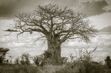Meru Baobab