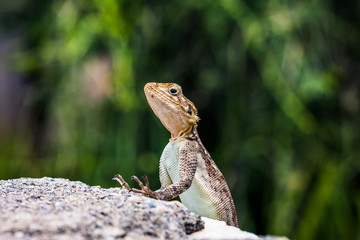 Gecko on a rock closeup, Serengeti, Tanzania