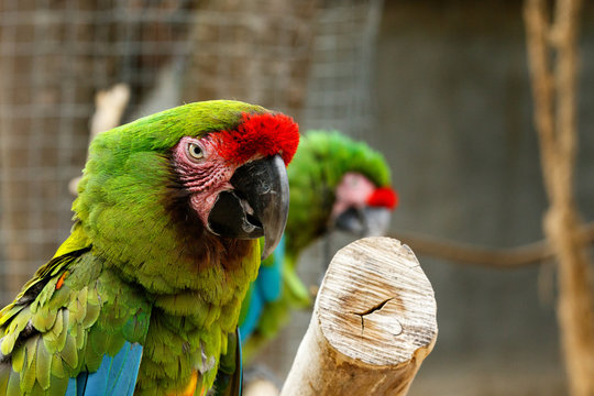 Parrot sitting on a thick branch