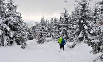 Fototapeta na wymiar Turyści na zimowym spacerze w lesie