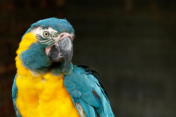 Parrot turning his head to look at you