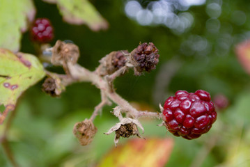 Brombeere unreif