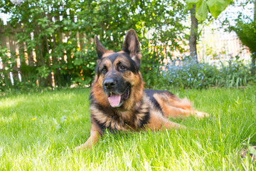 Dog german shepherd on the grass