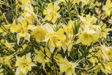 decorative flowers yellow Aquilegia