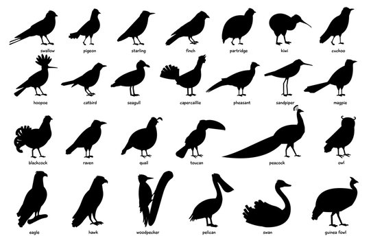 Collection of silhouettes of birds