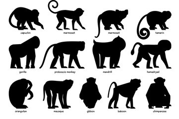 Big set of silhouettes of different Monkeys