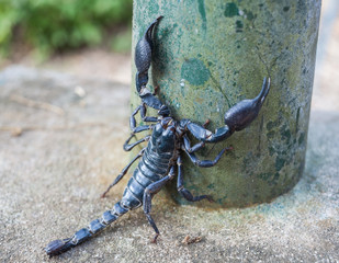 black scorpion - 133446032