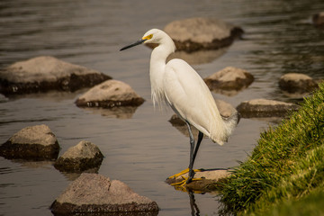 Snowy Egret