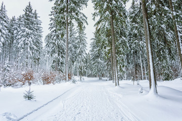 Winter in the National Park Harz