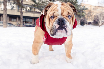 English bulldog outdoor