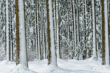 Winter in the Forest