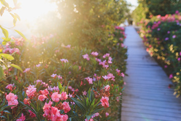 Fototapeta na wymiar Narrow wooden path through sun-flooded flower garden