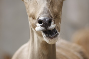 Kudu mouth