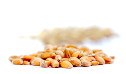 seeds of wheat