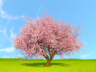 Naklejka premium 桜の木