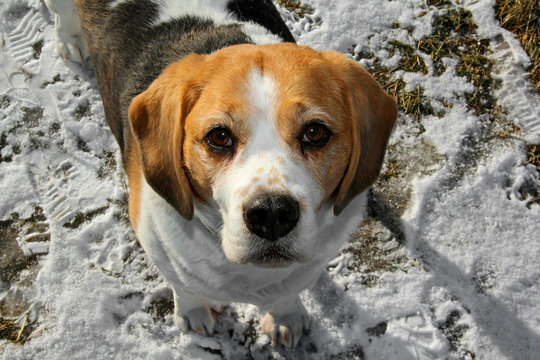 Süße Beagle-Hündin im Schnee