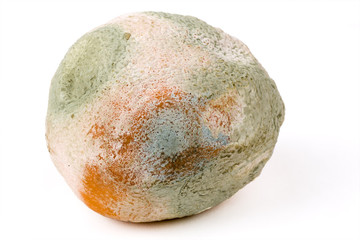 Mouldy orange on white
