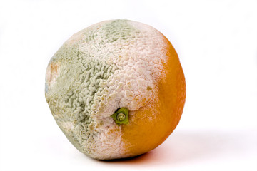 Mouldy orange on white