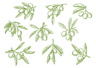 Branch of fesh olives vector sketch icons set