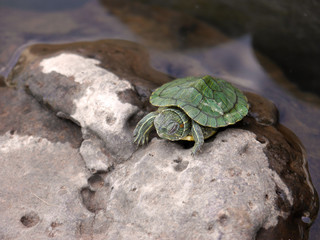 Beautiful small turtle sitting on a stone in the water
