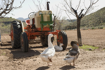 ducks on the farm