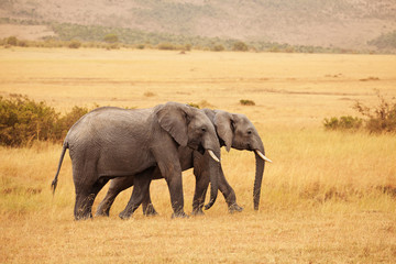 Obraz premium Beautiful elephants walking together in savannah