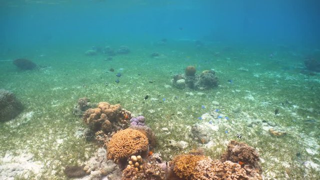 Fish and coral reef. Tropical fish on a coral reef. Wonderful and beautiful underwater world with corals and tropical fish. Hard and soft corals. Diving and snorkeling in the tropical sea. 4K video