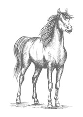 Obraz na płótnie Canvas Horse foal or proud stud vector sketch for racing