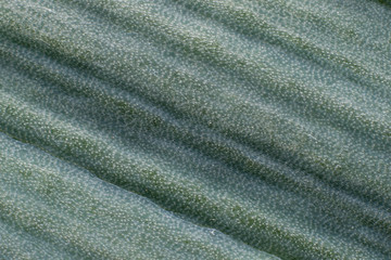 Obraz na płótnie Canvas Leek Leaf close up 