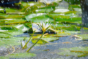 Beautiful white water lily