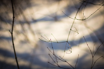 Tree branches abstract in the winter time

