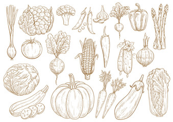 Vegetables vector sketch isolated icons set