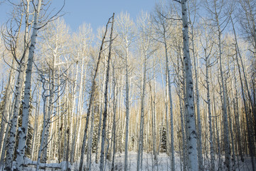 Aspens in Winter