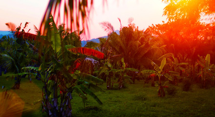 Palm plantation.Sunrise.