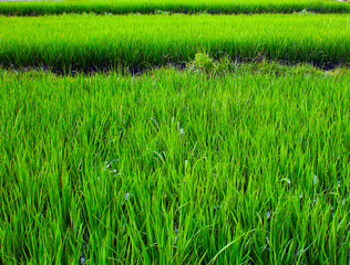 Rice harvest on the rice terraces.