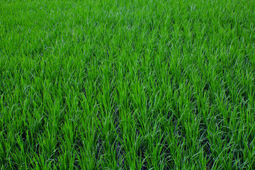 Rice fields in Indonesia.