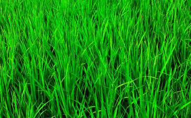 Green rice fields in Indonesia.