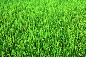 Rice fields in Bali.