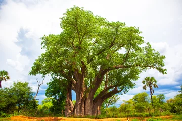 Poster Im Rahmen Baobab tree in Victoria Falls Zimbabwe Africa © Lynn Yeh