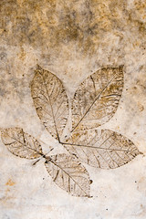 Fototapeta na wymiar Leaf texture in concrete floor